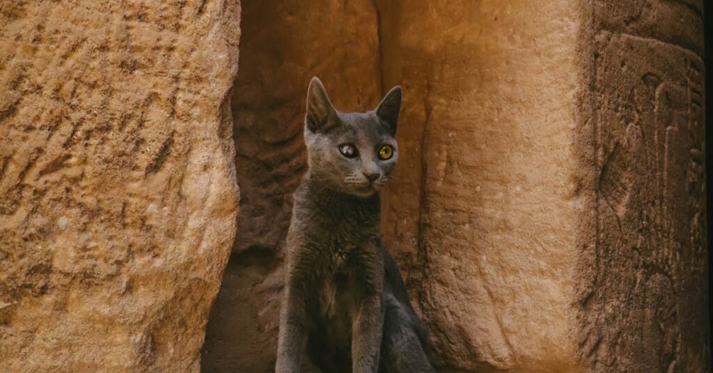pexels photo 18184534 18184534 A cat sits by an ancient Egyptian stone wall, capturing the essence of Egyptian culture.