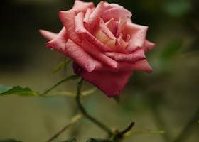 A detailed close-up of a pink rose in full bloom, surrounded by green leaves in natural light.
