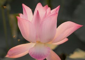 Beautiful pink lotus flower in full bloom with lush green background.
